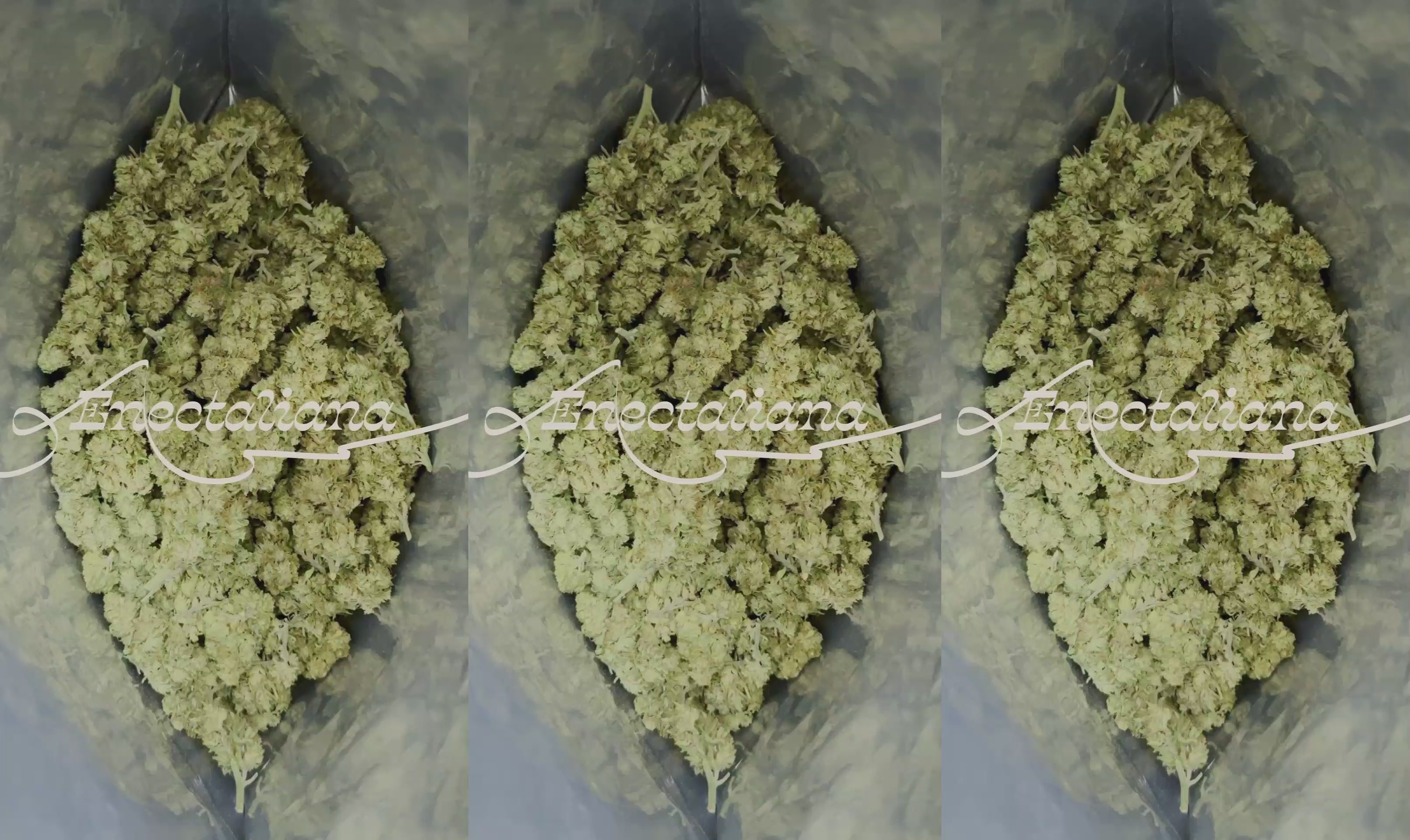 CBD žiedai | Kanapių arbata | CBD kanapės | CBD produktai