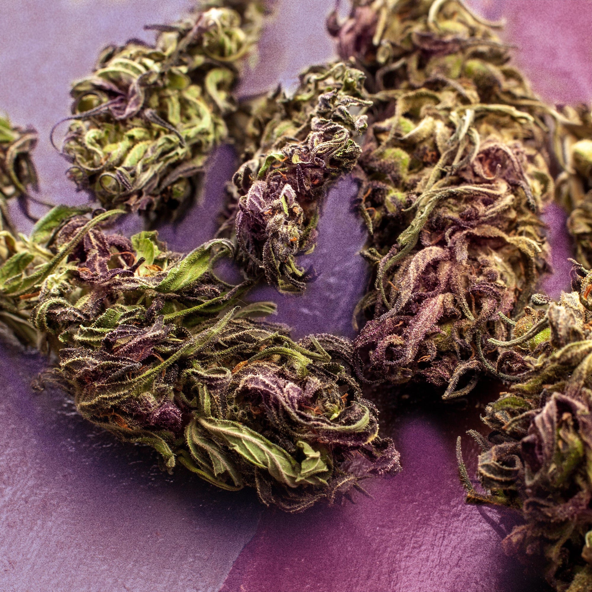 Lynx Prime Purps - CBD kanapių žiedai